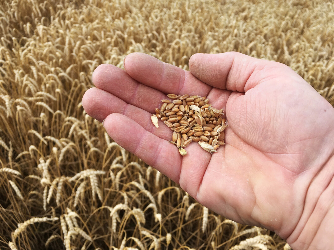 Bis auf Winterweizen werden für alle anderen Getreidearten Erträge über dem langjährigen Durchschnitt avisiert.