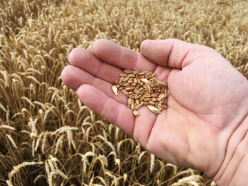 Bis auf Winterweizen werden für alle anderen Getreidearten Erträge über dem langjährigen Durchschnitt avisiert.