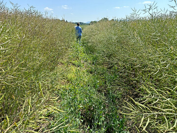 Die Rapsernte in der EU l�uft auf Hochtouren. Nach j�ngsten Angaben der EU-Kommission d�rften in der Gemeinschaft im Jahr 2025 rund 18,5 Millionen Tonnen Raps geerntet werden.