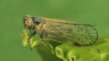 Eine tiefgreifende Bodenbearbeitung kann die Ausbreitung der Schilfglasfl�gelzikade bremsen.