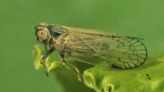 Eine tiefgreifende Bodenbearbeitung kann die Ausbreitung der Schilfglasfl�gelzikade bremsen.