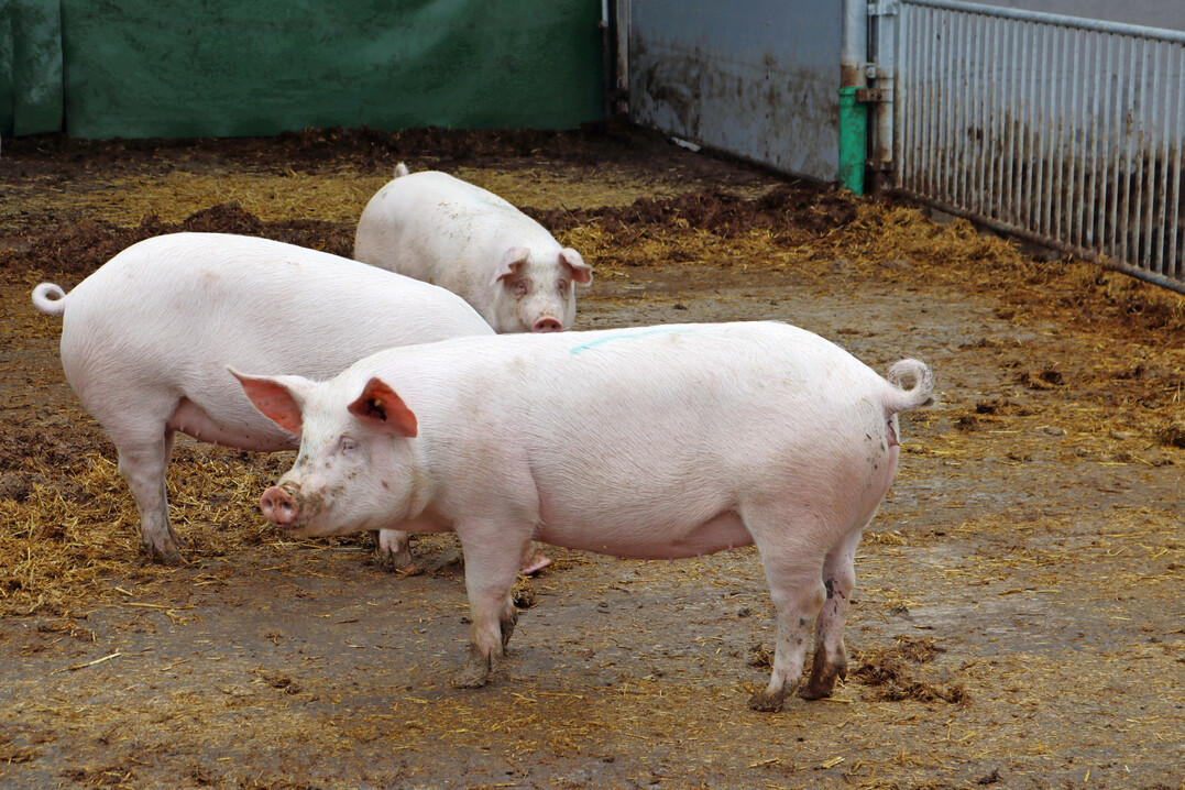 Bei der Viehbestandserhebung Anfang Mai 2025 ergab sich ein moderater Rückgang der in Deutschland gehaltenen Schweine um 1,2 Prozent. Auch bei den Mastschweinen wurde eine Verringerung festgestellt. Längerfristig wird sich die Verkleinerung bei der Sauenherde auswirken und die Schlachtzahlen dürften in der zweiten Jahreshälfte eher sinken.