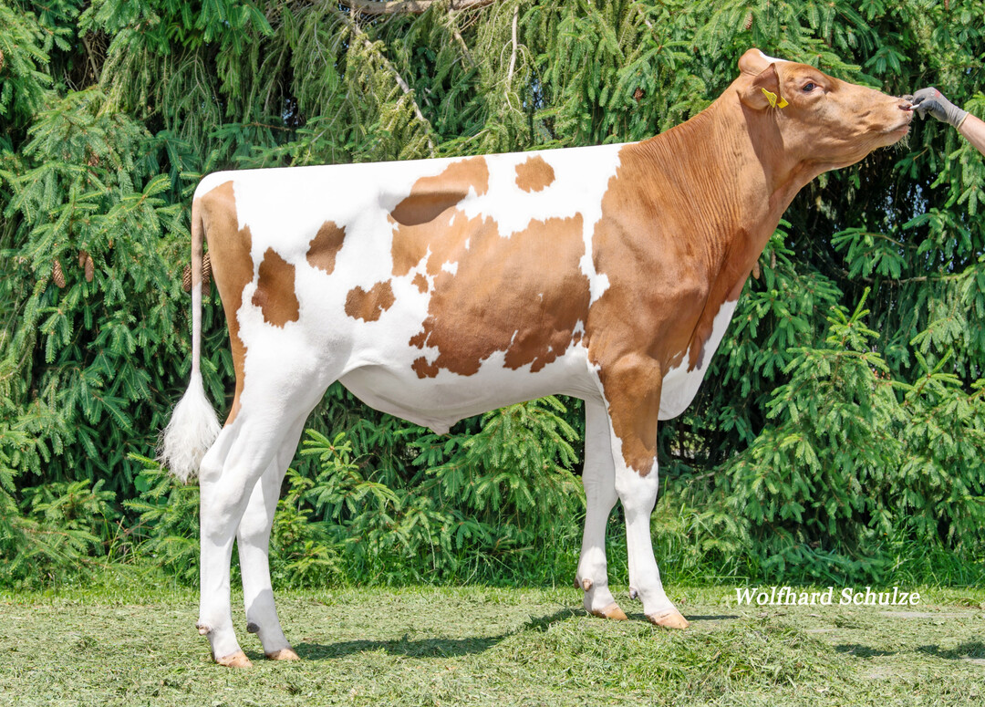 2 Keegan PP kommt aus der Familie von Ricecrest Nedboy Noreen EX-91 und bringt die mobile, rahmige und mit viel St�rke und breitem Becken ausgestattete Kuh.