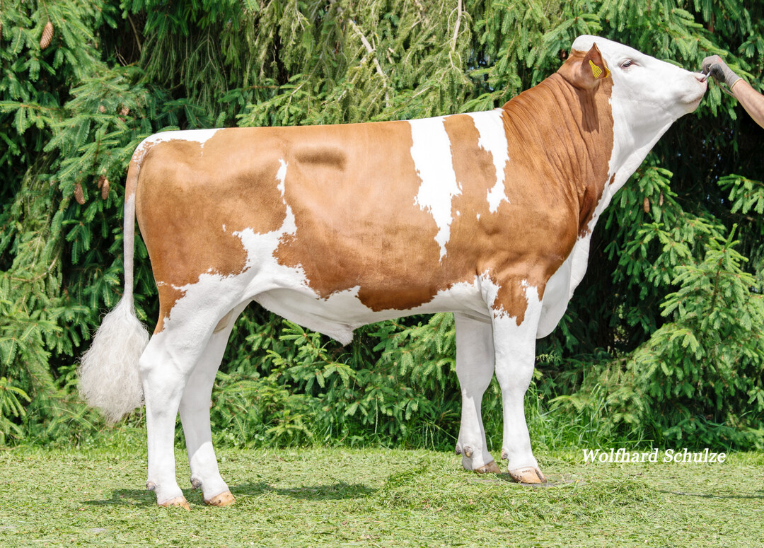 2 Der Bulle Megalith Pp*, der von Megastar Pp* x GS My Best Pp* abstammt, punktet mit einem GZW von 143.