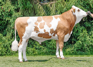 1 Der Bulle Iller PP* punktet als Allrounder im reinerbigen Hornlossegment.