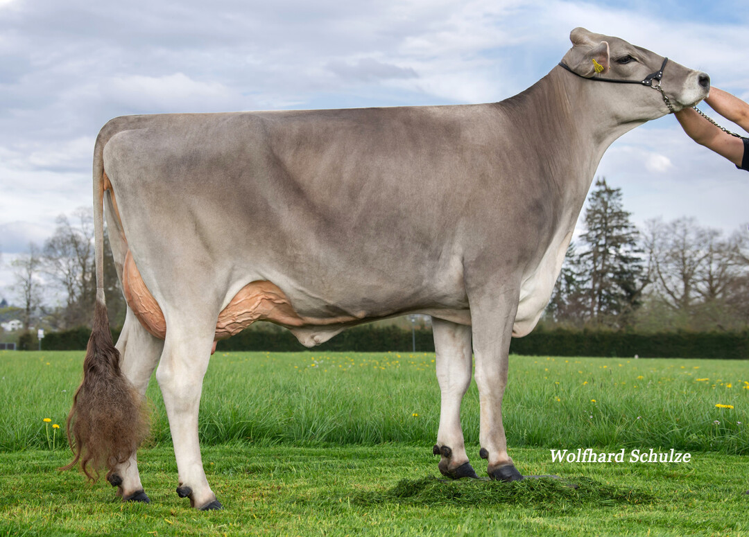 2 Nikita Pp ist die Mutter von Duncan PS, der durch seine hohe Vererbungsleistung in der aktuellen August-Zuchtwertschätzung auffällt.