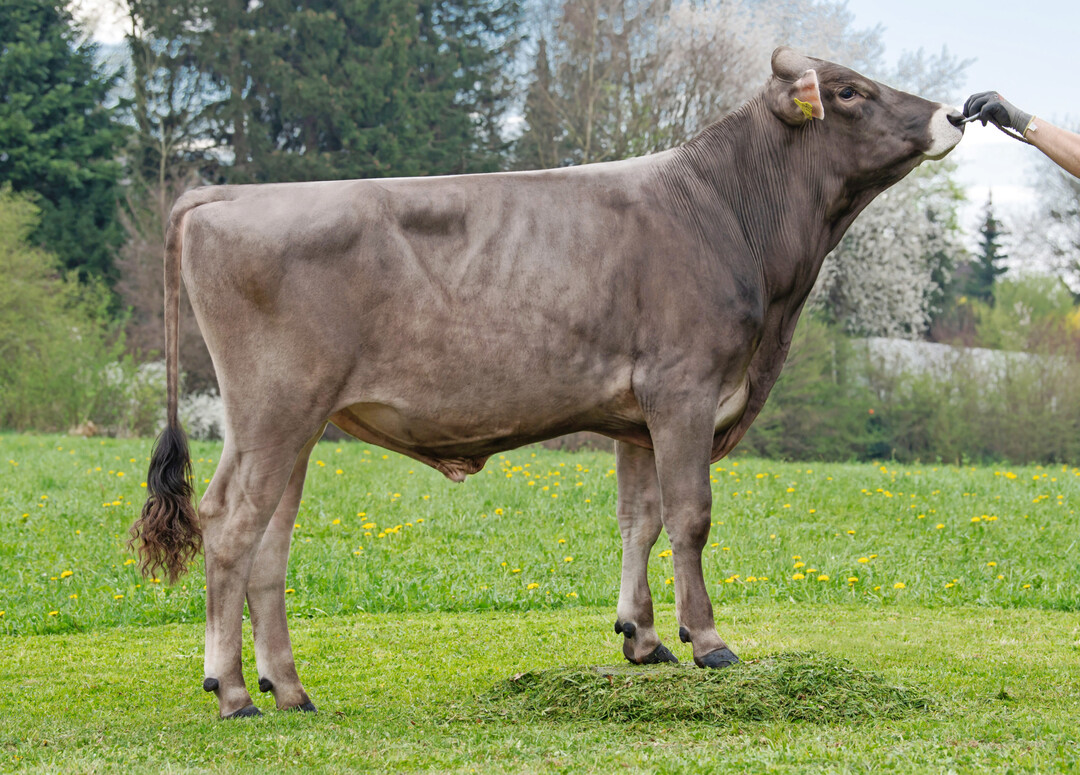 1 Duncan P*S mit einem GZW von 147 vererbt breite und tiefe Kühe mit funktionalen Eutern.