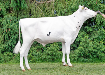 1 Der schwarzbunte Bulle Novalis verf�gt �ber einen RZG von 151 und punktet zus�tzlich mit hohen Exterieurwerten.