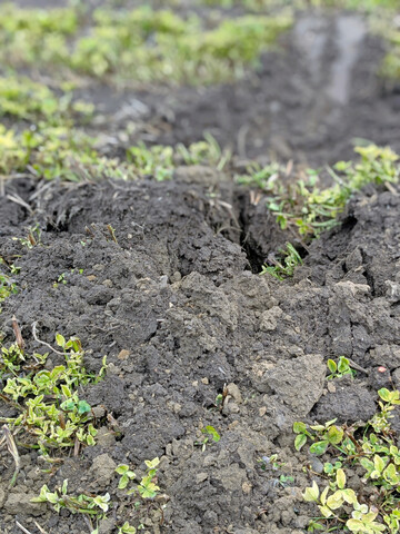 Für jedes Pathogen gibt es ein Bakterium, das es bekämpfen kann – vorausgesetzt, es ist im Ackerboden vorhanden.