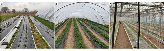 Verschiedene Methoden, wie Kunststoff in der Landwirtschaft genutzt wird: Plastikmulchfolien am Boden (a), Plastikabdeckung als Tunnel (b) oder Plastikmulchfolien in einem Gewächshaus.