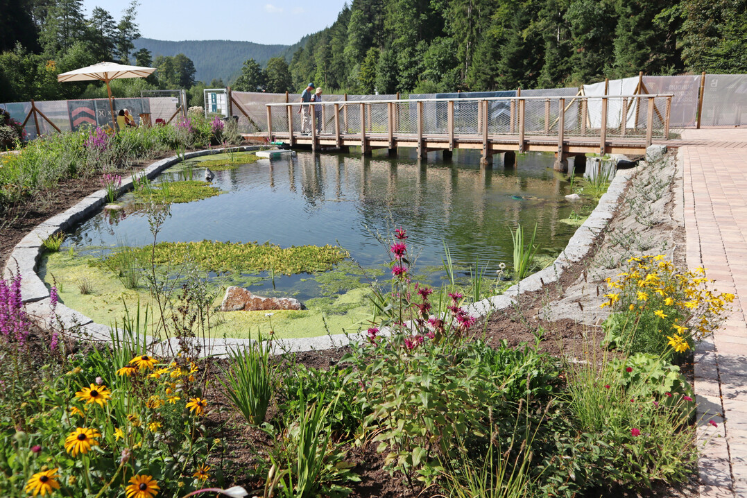 In zwei Schaubecken lassen sich Forellen und Wasserpflanzen beobachten und mehr über Aquakultur erfahren. Bereich „AquaFlora“.
