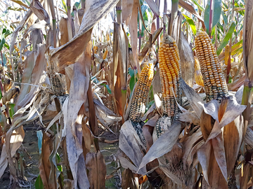 Typische Symptome der Trichoderma-Kolbenf�ule an Maiskolben im Freiland in Niederbayern.