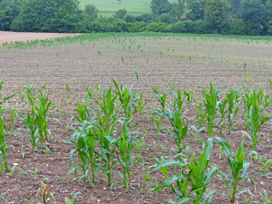 Maisfläche, die aufgrund massiver Schäden durch Erdraupen nachgesät werden musste. Ältere Pflanzen im vorderen Bereich des Bildes und im hinteren haben die Erdraupen überlebt.