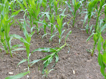 Einzelne wegen Erdraupenfra� umgeknickte Maispflanzen.