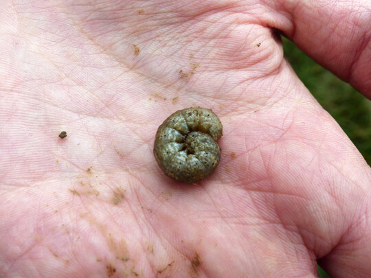 Erdraupen sind Larven verschiedener Eulenfalter-Arten und verursachen Schäden an zahlreichen Gemüsearten, aber teilweise auch im Ackerbau (Mais, Kartoffeln, Wintergetreide und -raps).