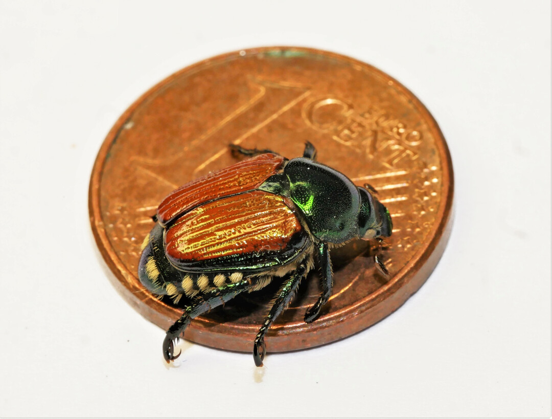 Charakteristisch für den ungefähr 1 cm großen Japankäfer ist der grünliche Kopf und Halsschild, die zwei brauen Flügeldecken sowie fünf weiße Haarbüschel an jeder Seite und zwei weiße Haarbüschel am Hinterteil.