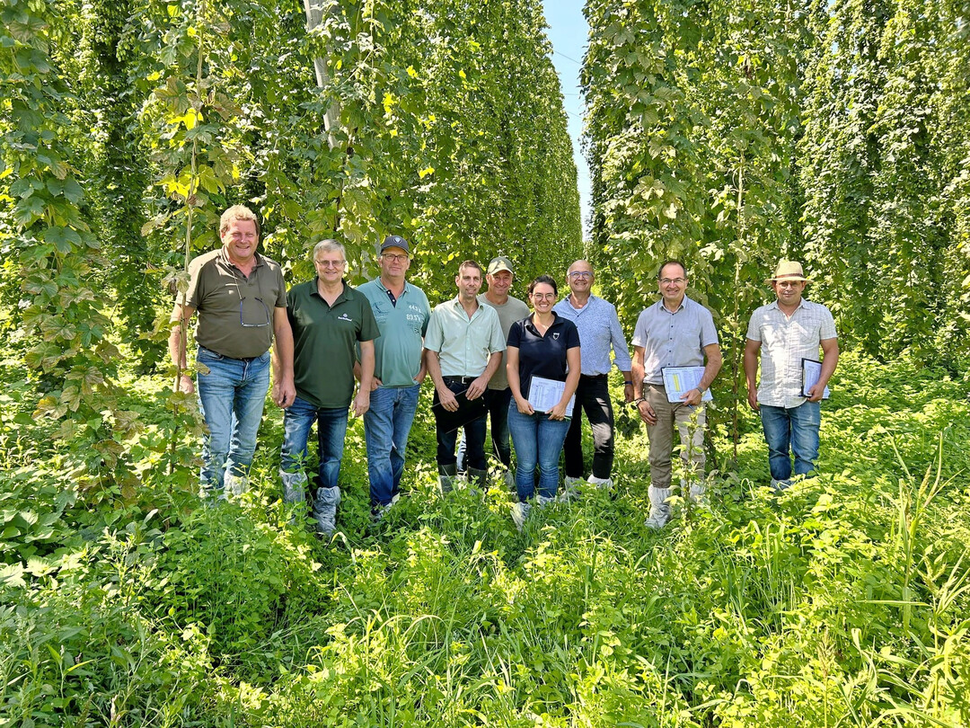 Mit einer leicht unterdurchschnittlichen Hopfenernte für das Tettnanger Anbaugebiet rechnet die Schätzkommission mit (v. l.) Johann Braun (Vetreter des Hopfenhandels Firma BarthHaas), Elmar Marschall (Vetreter des Hopfenhandels Firma BarthHaas), Wolfgang Ruther (Vorsitzender Hopfenpflanzerverband Tettnang), Florian Fritsch (Vertreter des Hopfenhandels Firma Hopsteiner), Bernhard Bentele (2. Stellvertretender Vorsitzender Hopfenpflanzerverband Tettnang), Teresa Locher (Geschäftsführerin Hopfenpflanzerverband Tettnang), Andreas Schwarz (Vertreter Baden-Württembergischer Brauerbund), Walter König (Geschäftsführer Bayerischer Brauerbund) und Gabriel Bader ( Landwirtschaftsamt Friedrichshafen).