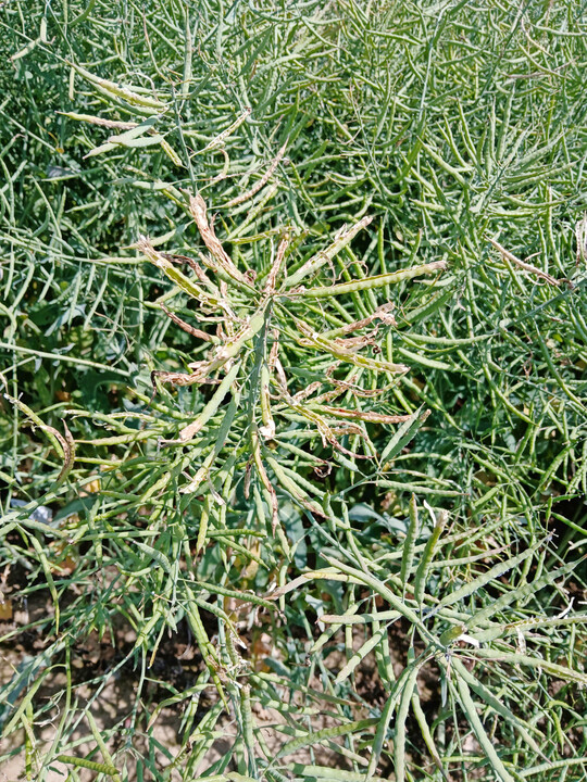 In Tailfingen traten Kohlschotenm�cke und Vogelfra� auf.