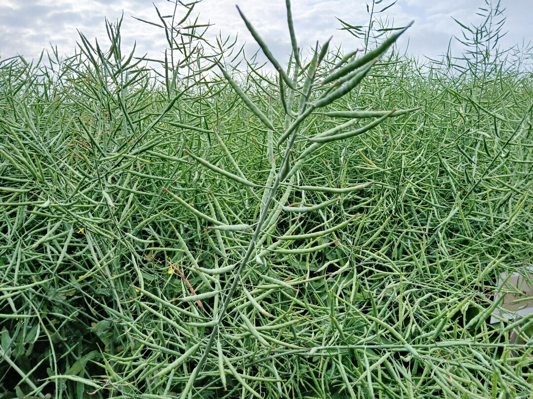 Ertragsst�rkster Standort war mit 60 Dezitonnen pro Hektar (dt/ha) der Standort Kupferzell.