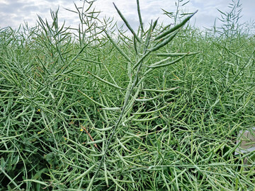 Ertragsst�rkster Standort war mit 60 Dezitonnen pro Hektar (dt/ha) der Standort Kupferzell.