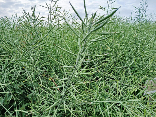 Ertragsstärkster Standort war mit 60 Dezitonnen pro Hektar (dt/ha) der Standort Kupferzell.
