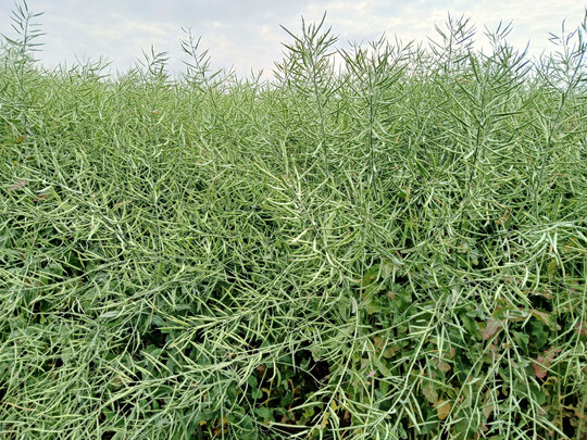 Insgesamt wurden auf den Versuchsfl�chen rund 50 Dezitonnen pro Hektar geerntet.