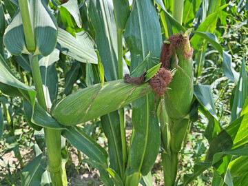 Weltweite Maisernte 2025: Optimistische Erwartungen f�r die Maisernten in den USA und der Ukraine lassen die Gesamtprognose f�r das Wirtschaftsjahr 2025/26 unerwartet steigen.