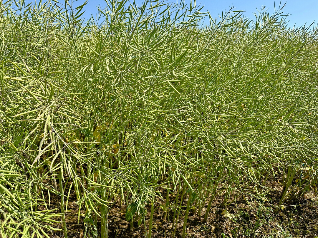 In der August-Sch�tzung des US-Landwirtschaftsministeriums (USDA) zur globalen Rapsbilanz des Wirtschaftsjahres 2025/26 korrigierte das Ministerium seine Prognose f�r die Rapserzeugung um 45.000 Tonnen auf 89,6 Millionen Tonnen nach oben. 