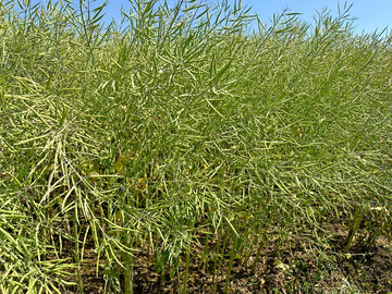 In der August-Sch�tzung des US-Landwirtschaftsministeriums (USDA) zur globalen Rapsbilanz des Wirtschaftsjahres 2025/26 korrigierte das Ministerium seine Prognose f�r die Rapserzeugung um 45.000 Tonnen auf 89,6 Millionen Tonnen nach oben. 