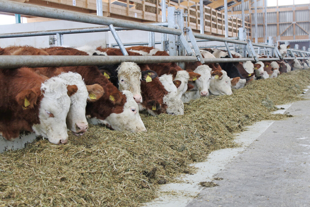 Weniger Rindfleisch: Mit einem R�ckgang von 7,2 Prozent ist die Produktion von Rindfleisch in der ersten H�lfte dieses Jahres in Deutschland sehr stark gesunken. 