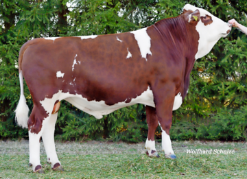 Radetzky sichert sich als neuer Zweiteinsatzbulle mit einem GZW von 124 und dem h�chsten MW von 128 den zweiten Platz bei der August-Zuchtwertsch�tzung.