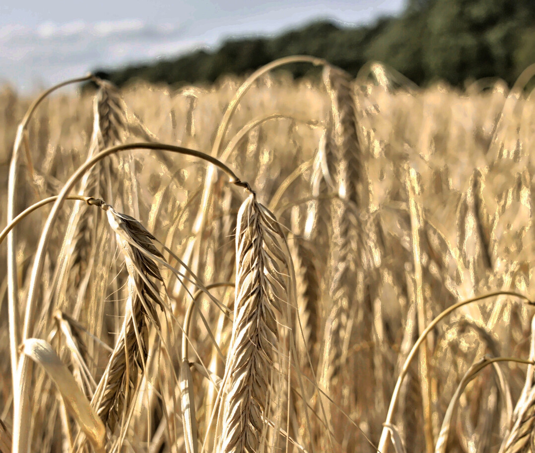 Die Wahl der passenden Gerstensorte ist entscheidend f�r einen erfolgreichen Anbau.