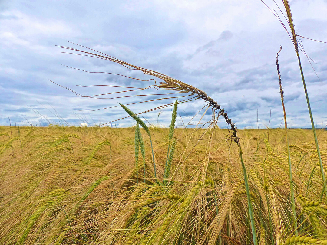 Flugbrand an Gerste kann durch befallenes Saatgut verursacht werden oder durch Sporenflug von befallenen Nachbarfl�chen. Die �bertragung durch Saatgut kann durch eine chemische Beizung verhindert werden. Im �kologischen Landbau k�nnen z. B. durch eine Hei�wasserbehandlung ebenfalls hohe Wirkungsgrade und eine deutliche Befallsminderung erreicht werden.