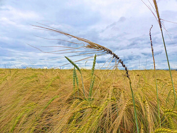 Flugbrand an Gerste kann durch befallenes Saatgut verursacht werden oder durch Sporenflug von befallenen Nachbarflächen. Die Übertragung durch Saatgut kann durch eine chemische Beizung verhindert werden. Im ökologischen Landbau können z. B. durch eine Heißwasserbehandlung ebenfalls hohe Wirkungsgrade und eine deutliche Befallsminderung erreicht werden.