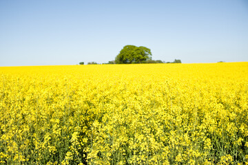 Jeder einzelne Hektar davon liefert nach der Aussaat von 2,5 kg Saatgut bei der Ernte zwischen 4.000 und 5.000 kg Rapssaat bei der Ernte..