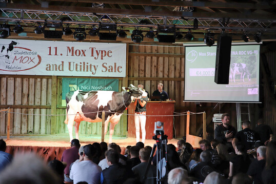 Die Grand Champion Kuh der diesjährigen RBW-Schau Mox Stars Argentina VG-89 wurde zum Tageshöchstpreis nach einem rasanten Bieterduell online einem Betrieb aus dem Rinder-Union-West-Gebiet zugeschlagen.