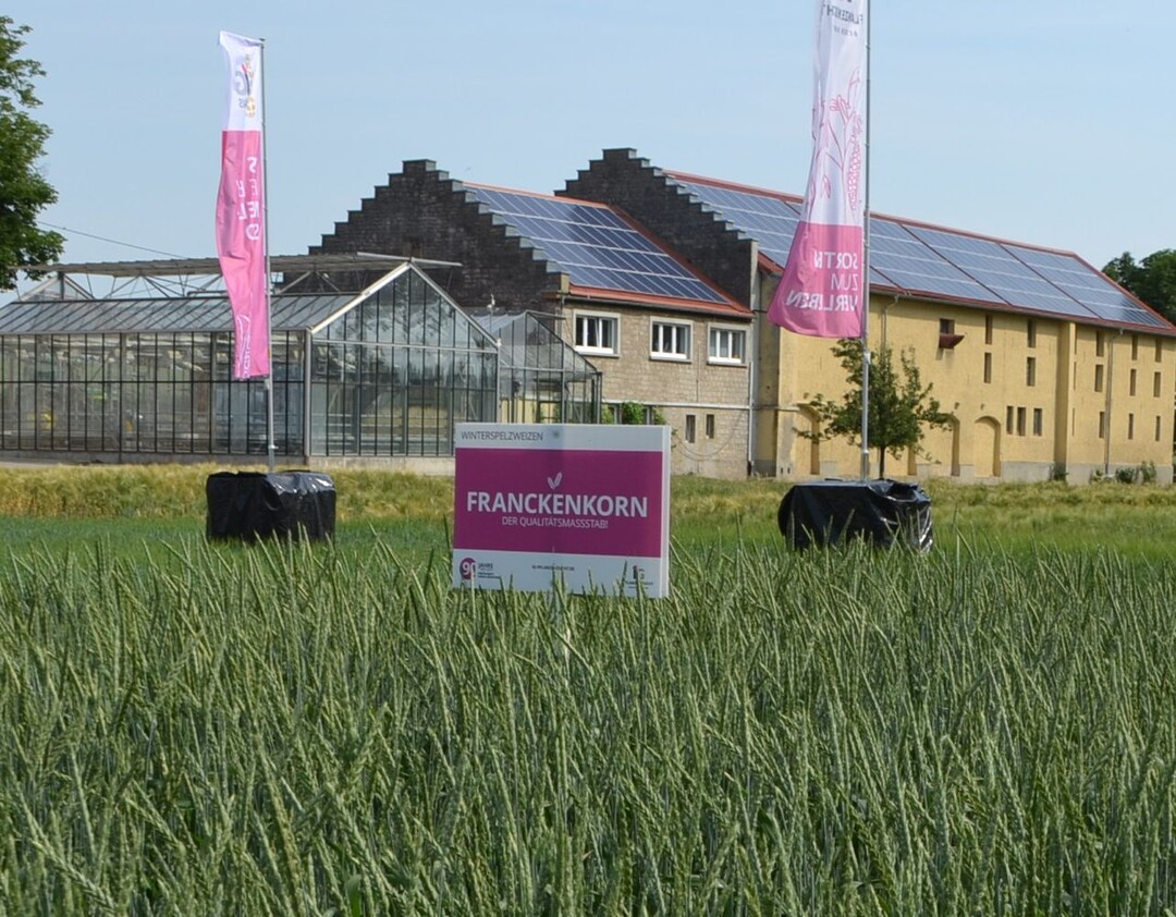 In punkto Spelzweizen ist Baden-Württemberg ganz vorne. Franckenkorn ist die führende Vermehrungssorte.