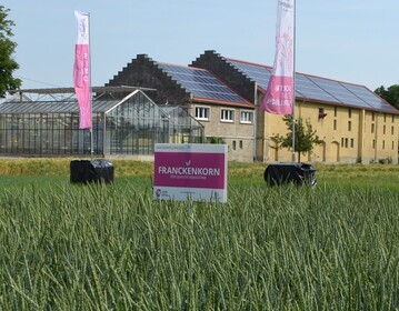 In punkto Spelzweizen ist Baden-W�rttemberg ganz vorne. Franckenkorn ist die f�hrende Vermehrungssorte.