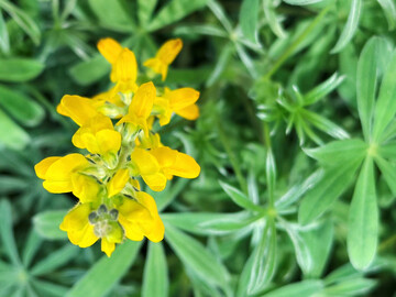 Gelbe Lupine in einer Begrünungsmischung.