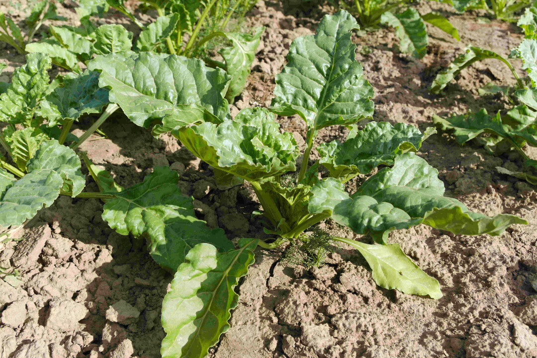 Gesunde Zuckerrübenpflanzen