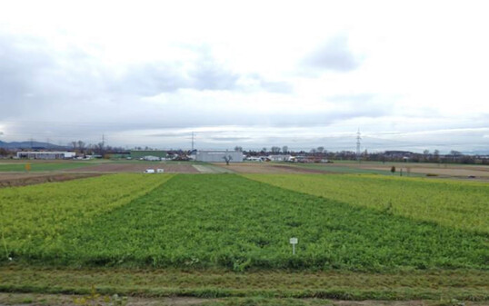 Abbildung 1: Die Variante 4 zeigte 2014 die Wirkung der stickstoffbildenden Kn�llchenbakterien der Leguminosen durch deutliche Gr�nf�rbung.