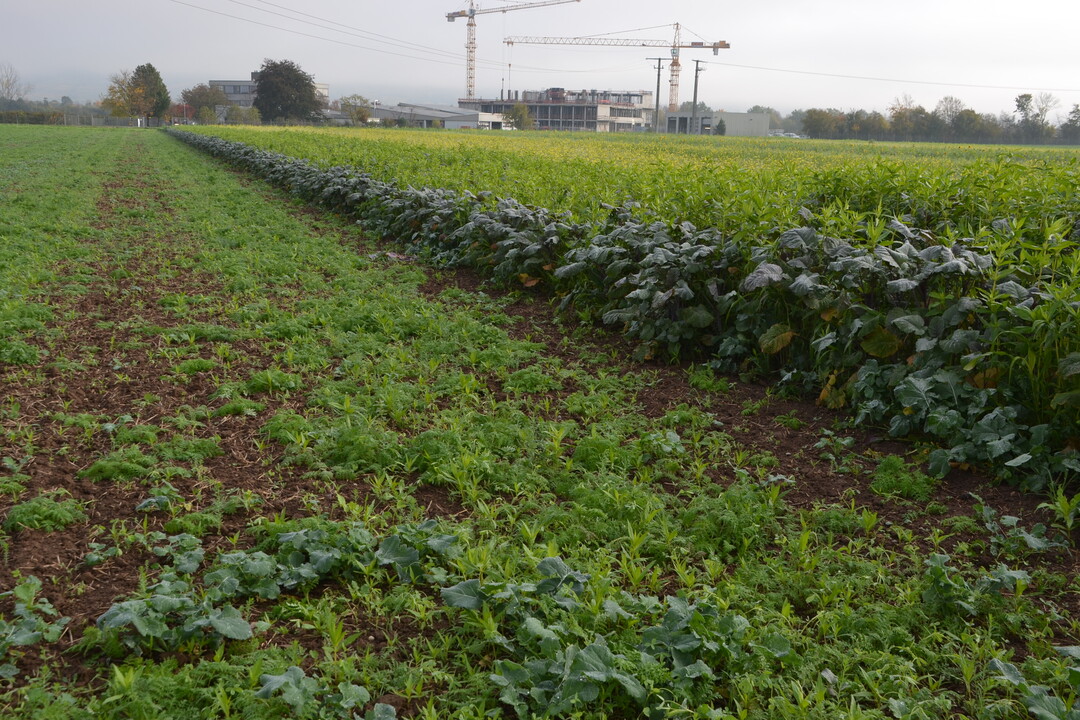 Vordergrund: Aussaat der Praxismischung eines Landwirts am 28. August 2017, im Hintergrund Versuchsfeld mit Aussaat am 17. August