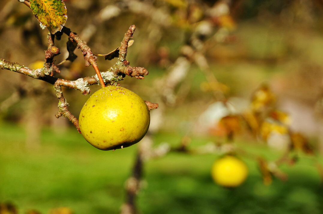 Die Schw�bische ObstArche baut einen Genpool auf.