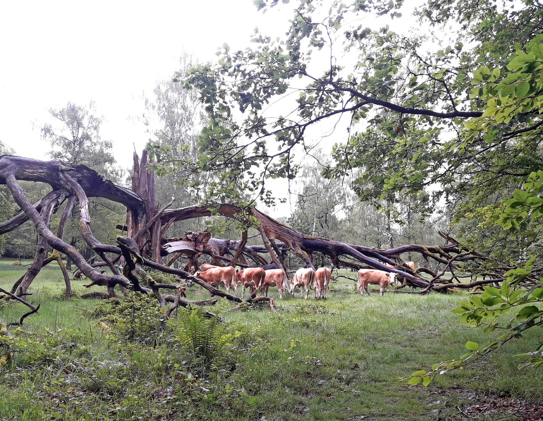Waldweide bei Familie Schmetzer-Bucka.