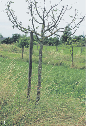 Ohne Baumscheibe konkurriert der junge Baum mit dem Unterwuchs um Wasser und N�hrstoffe.