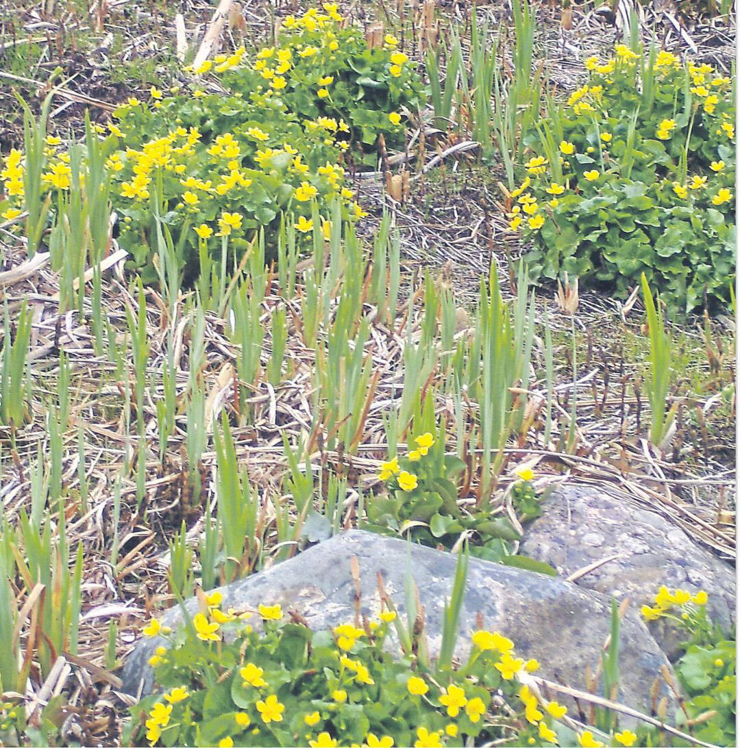 Die Sumpfdotterblume w�chst in Sumpfwiesen, an Quellen, B�chen und Gr�ben. Sie ist au�erdem in Bruch- und Auenw�ldern zu finden. Aber sie bl�ht jetzt auch in einem Hochbeet in Fellbach, vor der Schwabenlandhalle. Schachtelhalme und Schwertlilien sind hier ihre Begleiter.