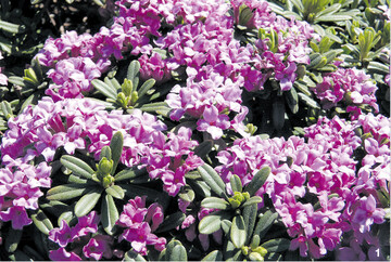 Daphne arbuscula (Seidelbast) mit auffallender Blüte.