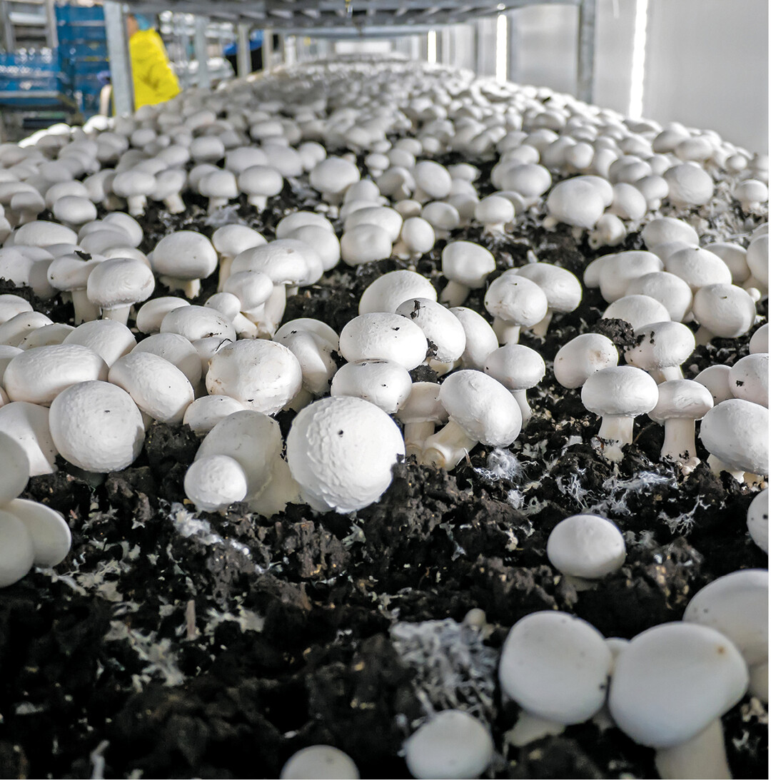 Rund 100 Pilzanbauer sind im Bund Deutscher Champignon- und Kulturpilzanbauer e. V. organisiert. Sie erzeugten 2019 rund 76.000 Tonnen Pilze, im Vergleich zu den Niederlanden mit rund 240.000 und Polen mit 260.000 Tonnen. Zeigen sich nach der Impfung des N�hrsubstrats die ersten kleinen K�pfchen, dann geht das Wachstum rasant weiter. Alle zwei Tage kann geerntet werden.