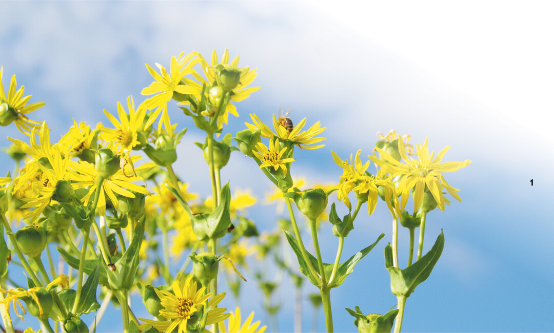 Silphie w�chst hoch und bl�ht leuchtend gelb. Gleicherma�en pr�gt sich im Erdreich ein gro�es Wurzelnetzwerk aus.