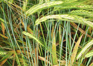 Ramuliara verursachte an Gerste auch 2020 die gr��ten Sch�den.